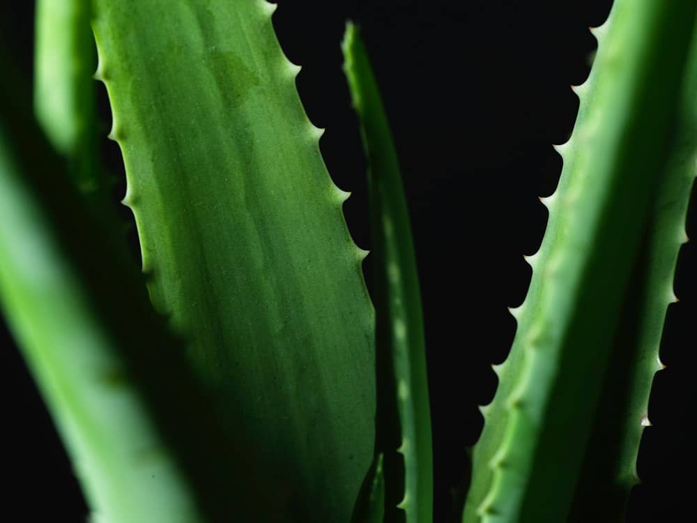Fresh aloe vera leaves